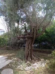 M1 tree