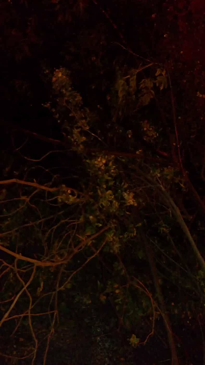 בלילה עם פלאש (תסתכלו בחוות דעת שלי כדי להבין על תמונה זו)