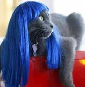 2018 11 21 13 30 12 Pet wig funny cat wig Blue Straight Hair in Dog Accessories from Home Garden