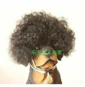 2018 11 21 13 35 50 Tangpan Short Curl Afro Style Pet Cat Dog Wig Black in Dog Caps from Home Gard