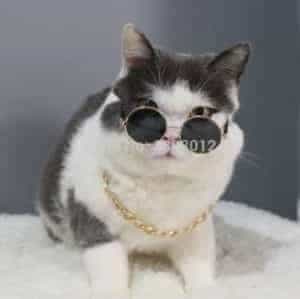 2018 11 22 11 55 38 Pet Accessories Cat Dog Sunglasses UV Sun Glasses Eye Protection Wear Random Col