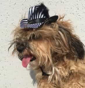 2018 11 25 09 51 35 Pet Hat Cowboy Striped With Feather Dog Cat Puppy Kitty Cap Sunbonnet Outdoor Wa