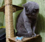 סקירת גולשים: הרחפן הקטן בעולם ה- Cheerson CX-10.